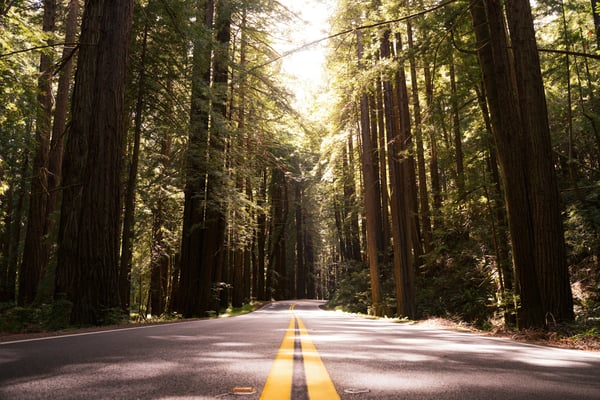 Sunlit two-lane road through towering California redwoods