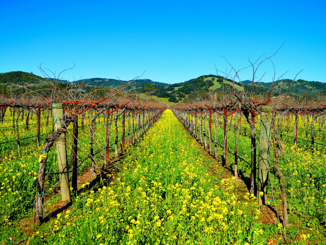 Arista Winery