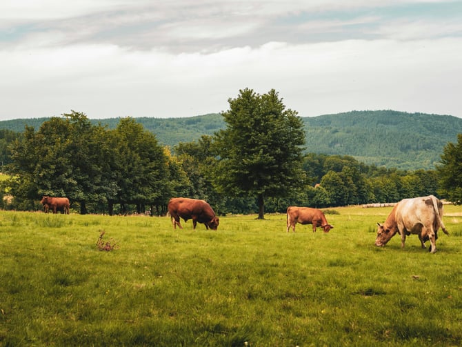 Wise Acre Farm