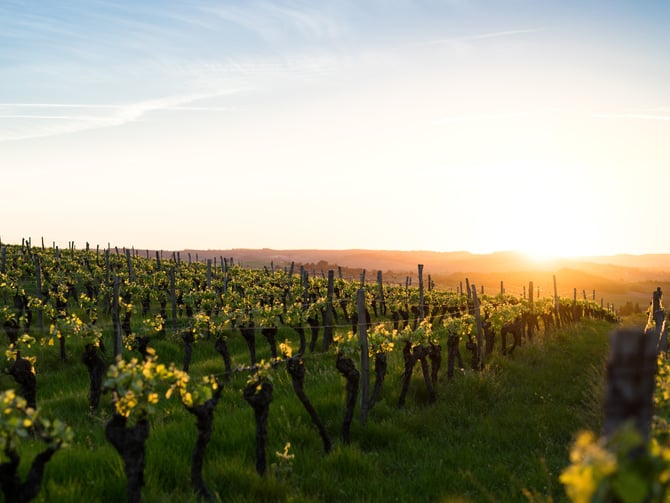 Vineyard near Rocktop Lodge