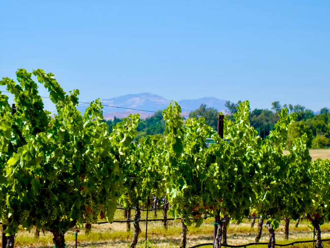 Mill Creek Vineyards & Winery