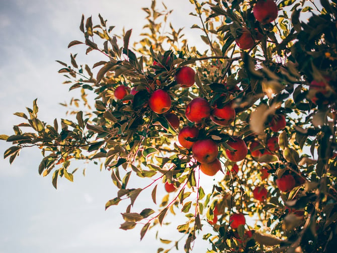 Walker Apples
