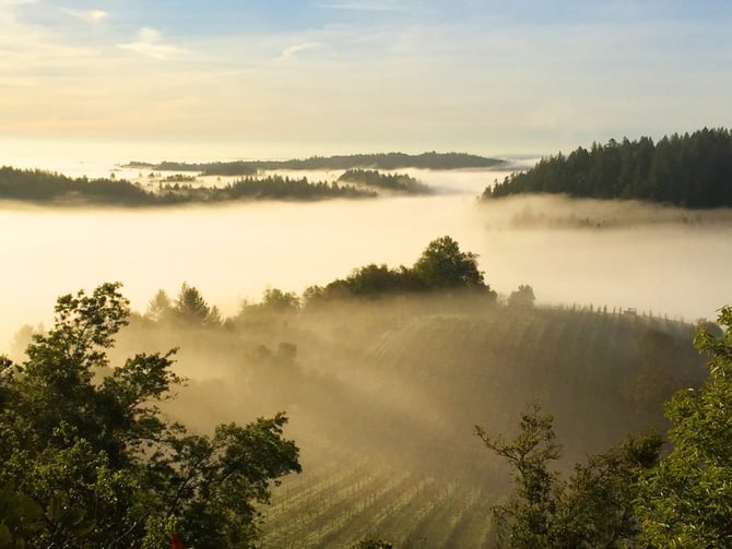 Porter Creek Vineyards
