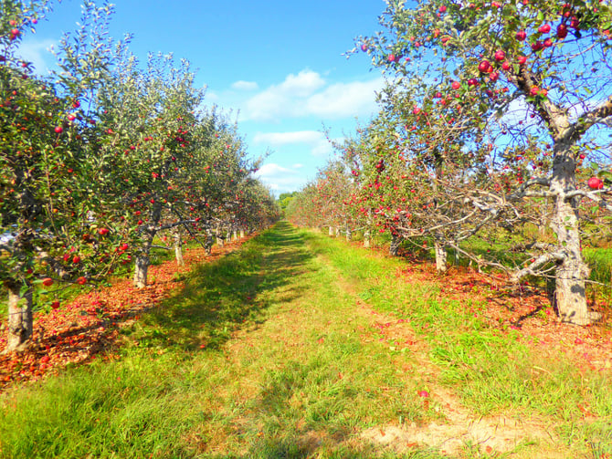 Hale's Apple Farm