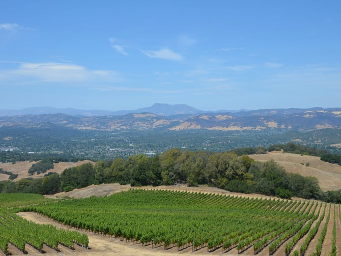 Orsi Family Vineyards