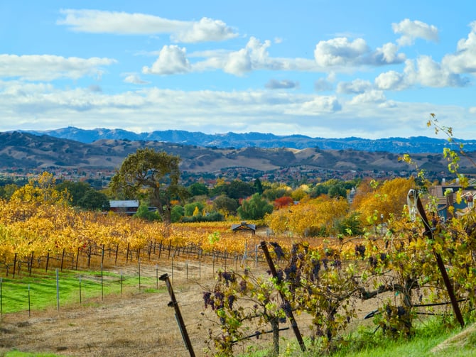 Sunce Winery