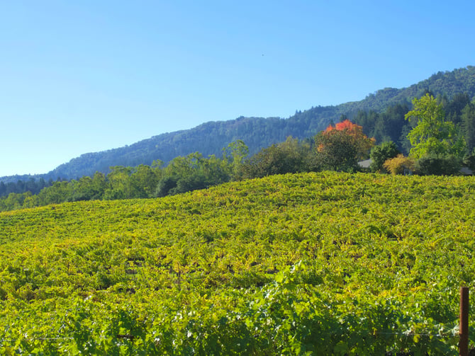 J Vineyards & Winery