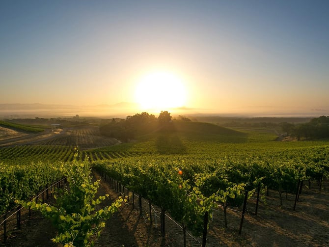J Rochioli Vineyards & Winery