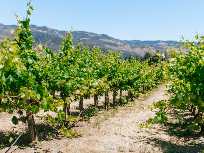 Iron Horse Vineyards