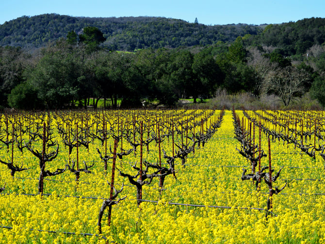 Bacigalupi Vineyards & Winery
