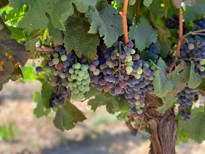 Korbel Winery